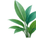 Decorative Plant